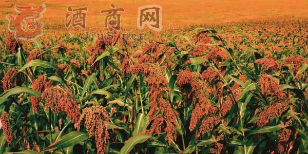 ����ǧ����ƹ��������ϾƸ��㲻һ����Ʒ���ڸ�