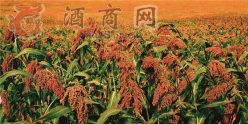 ��Ʒ�������ϾƵĹ�����ӧ��Ŵ����