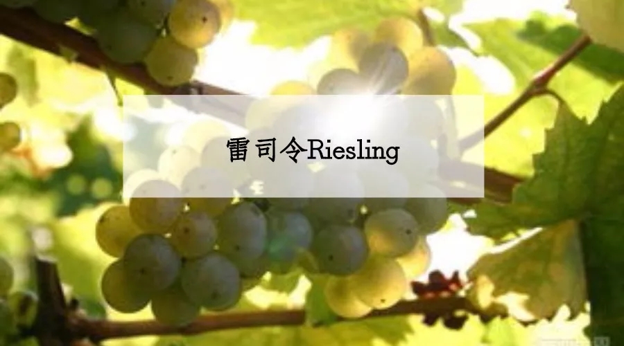 ����.webp (2).jpg